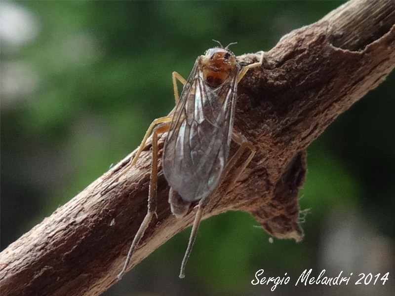 Vermileo sp. larve e adulti